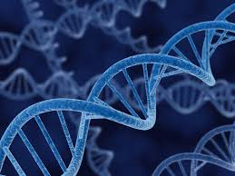 Il DNA umano non può essere brevettato